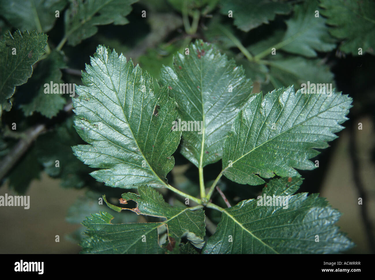 Austrian Whitebeam Sorbus austriaca Leaf IS Stock Photo