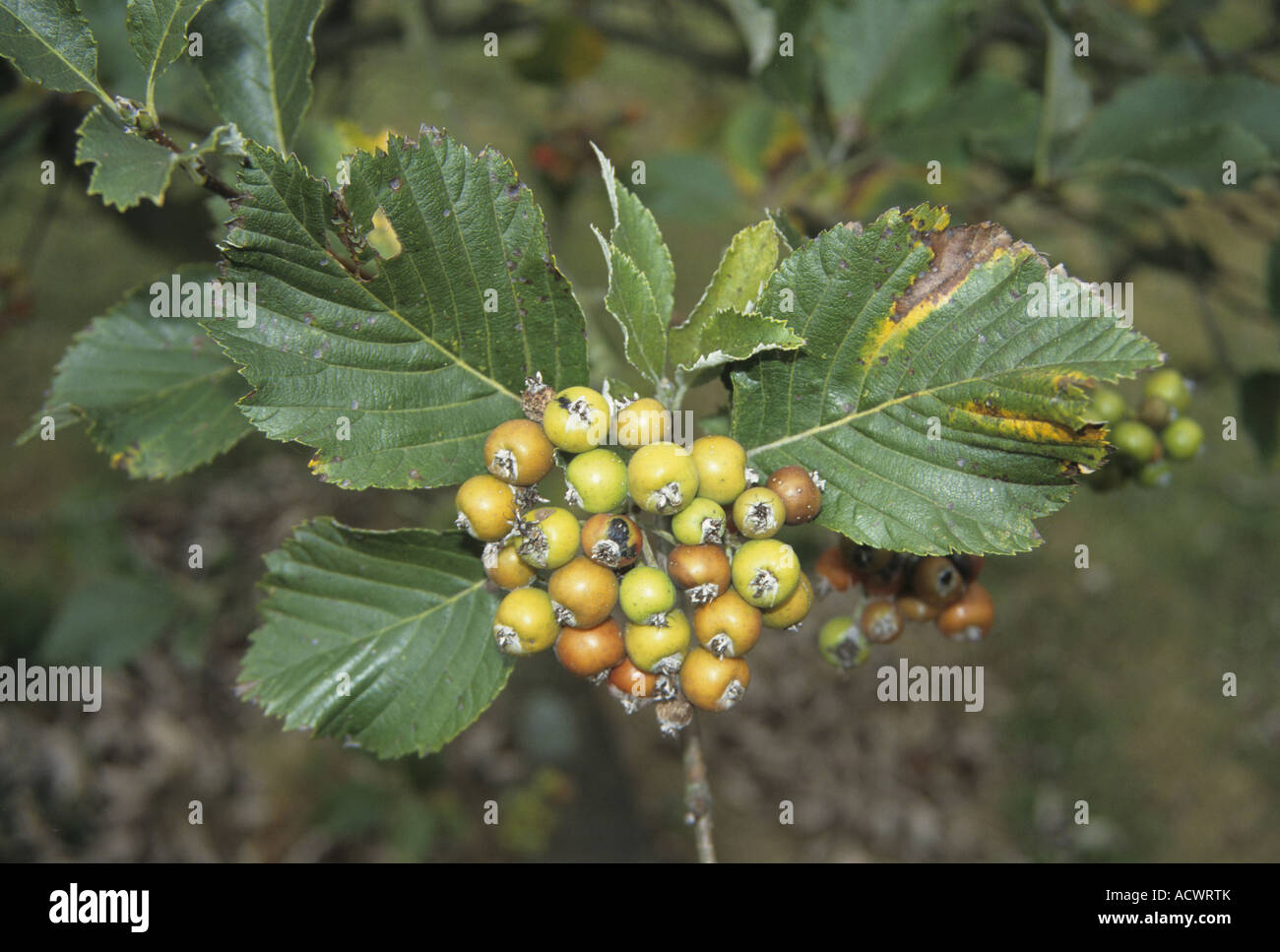 Grecian Whitebeam Sorbus graeca leaf and fruit Stock Photo