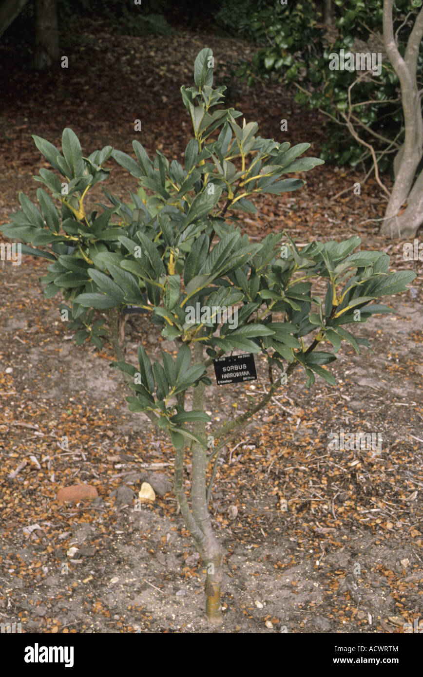 Harrow Rowan Sorbus harrowiana young tree Stock Photo