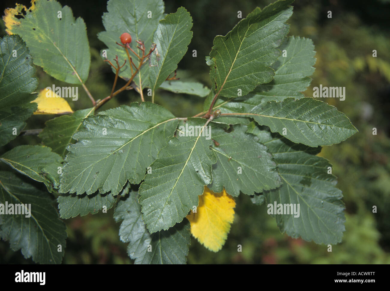 Mougeot s Whitebeam Sorbus mougeotii leaf Stock Photo