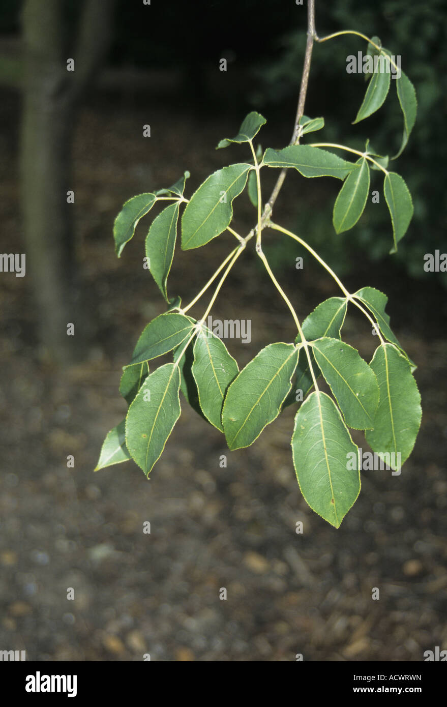 Chinese Bladdernut Staphylea holocarpa leaf Stock Photo