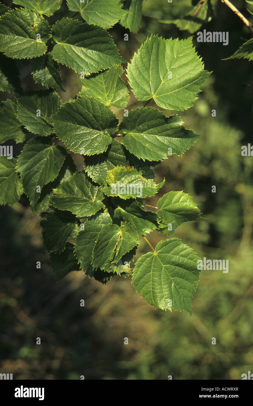 Crimean Lime Tilia dasystyla leaf Stock Photo
