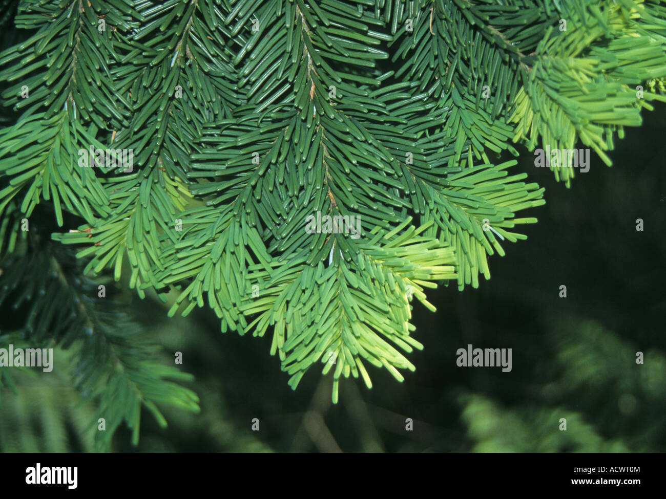 Pacific Silver Fir Abies amabilis leaf upper Stock Photo