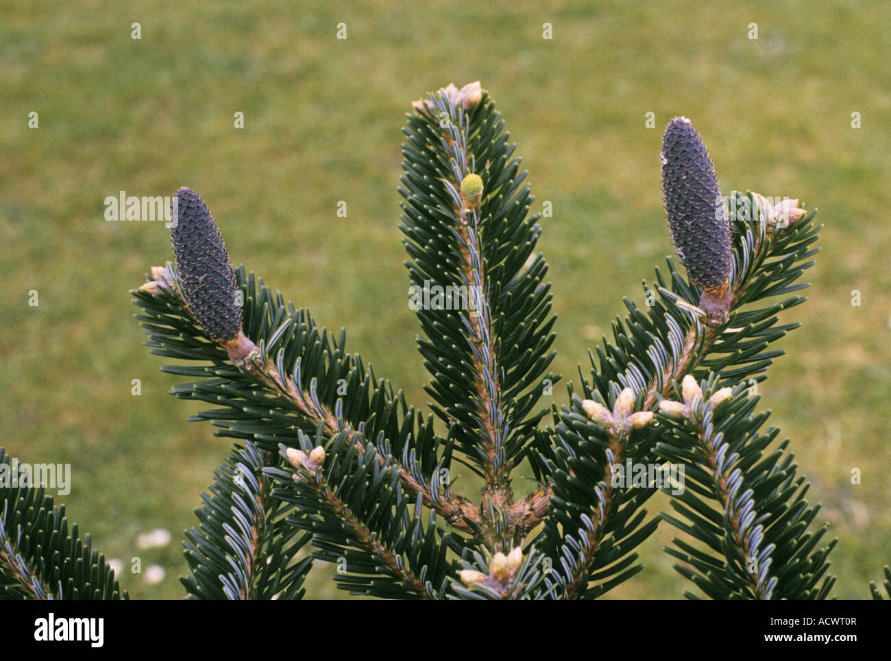 Cheng Fir Abies chengii leaf and fruit Stock Photo