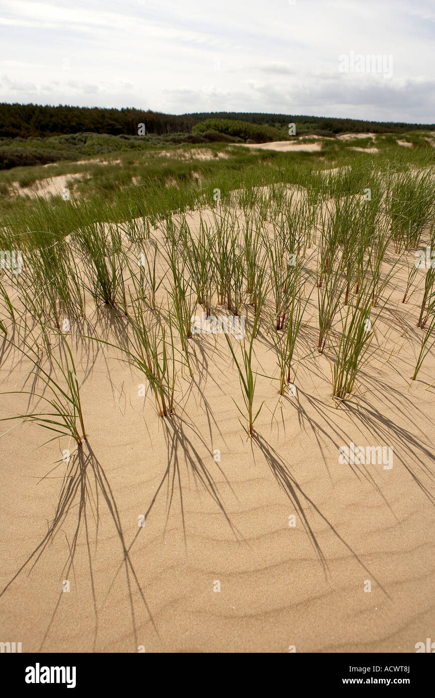 formby-point-lancashire-marram-grass-growing-in-the-sand-dunes-stock