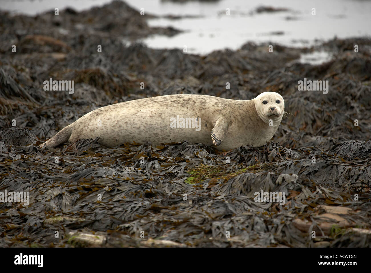 Orkney Islands Seal Hi res Stock Photography And Images Alamy orkney-islands-seal-hi-res-stock-photography-and-images-alamy