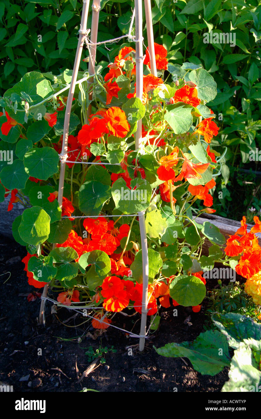 Squash plant community garden blossoms Stock Photo Alamy