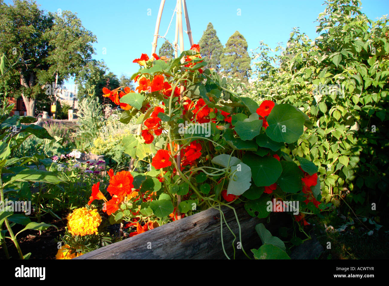 Squash plant community garden Stock Photo