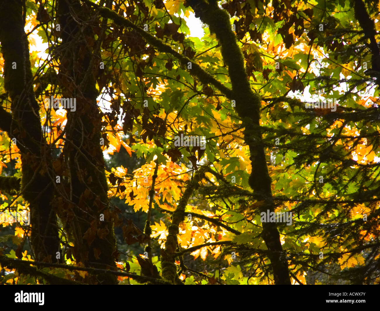 Gold green foliage hi-res stock photography and images - Alamy