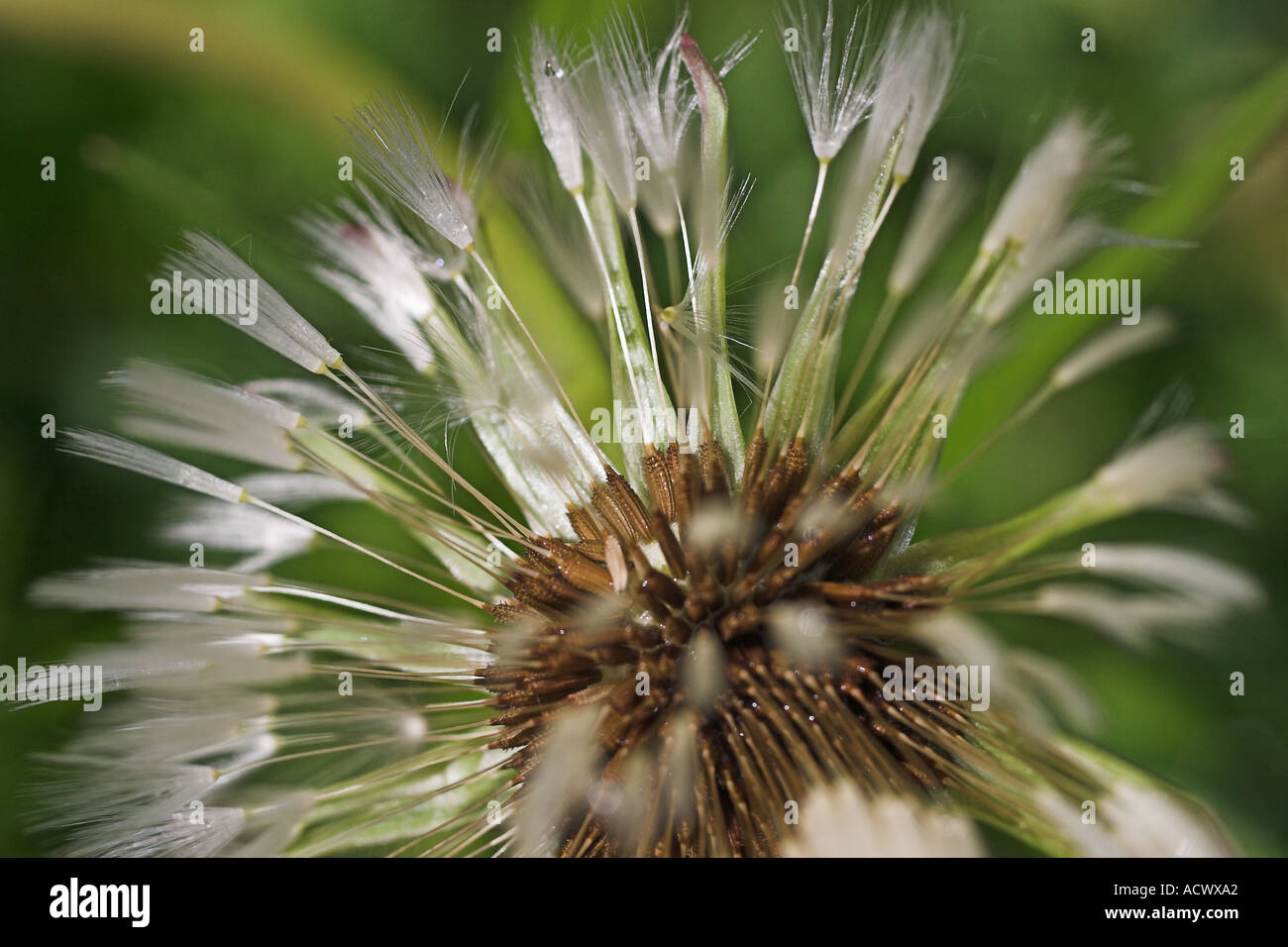 macro image of a dandelion flower seeds seen from above during spring  Stock Photo