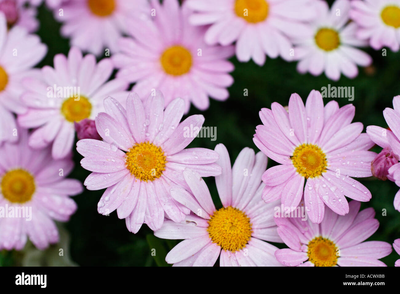 spring daisies flowers in garden Stock Photo Alamy