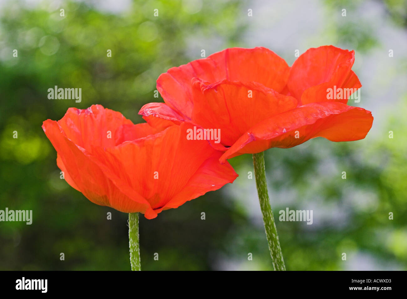 red poppy flowers seen from above during spring Stock Photo - Alamy