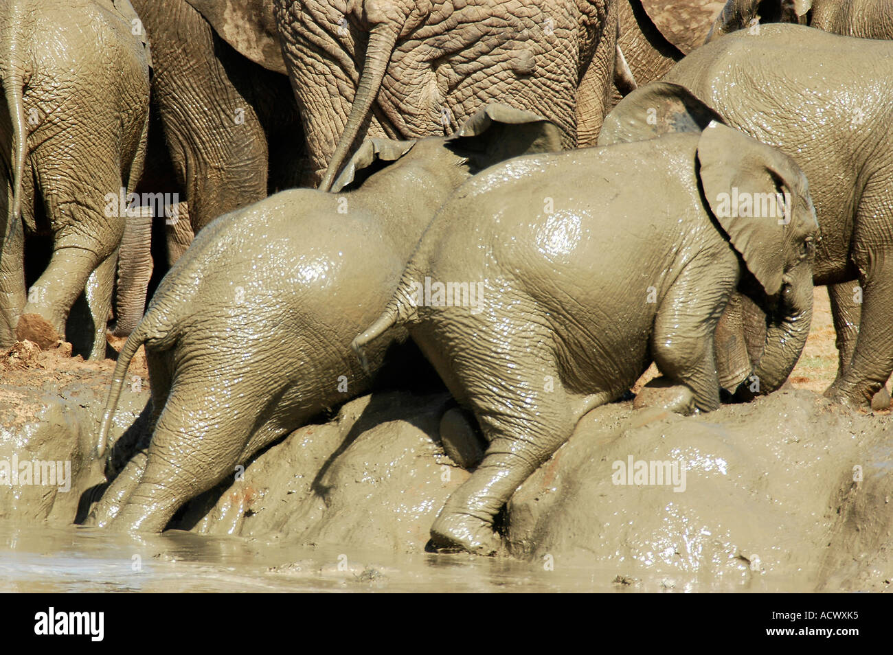 Mudbath at Addo elephant park Stock Photo