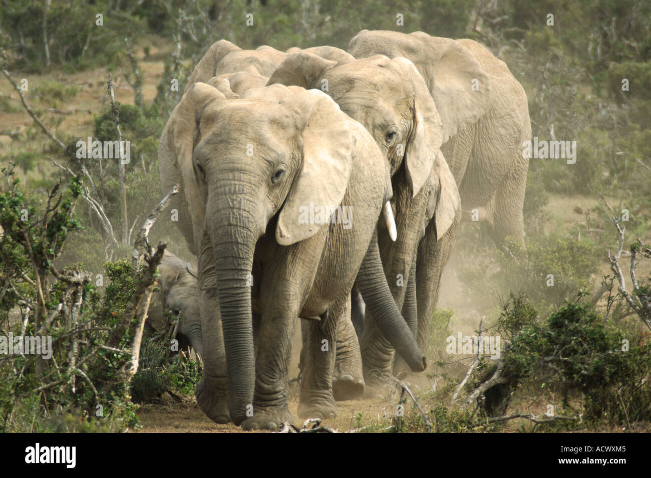 Elephants at Addo Stock Photo
