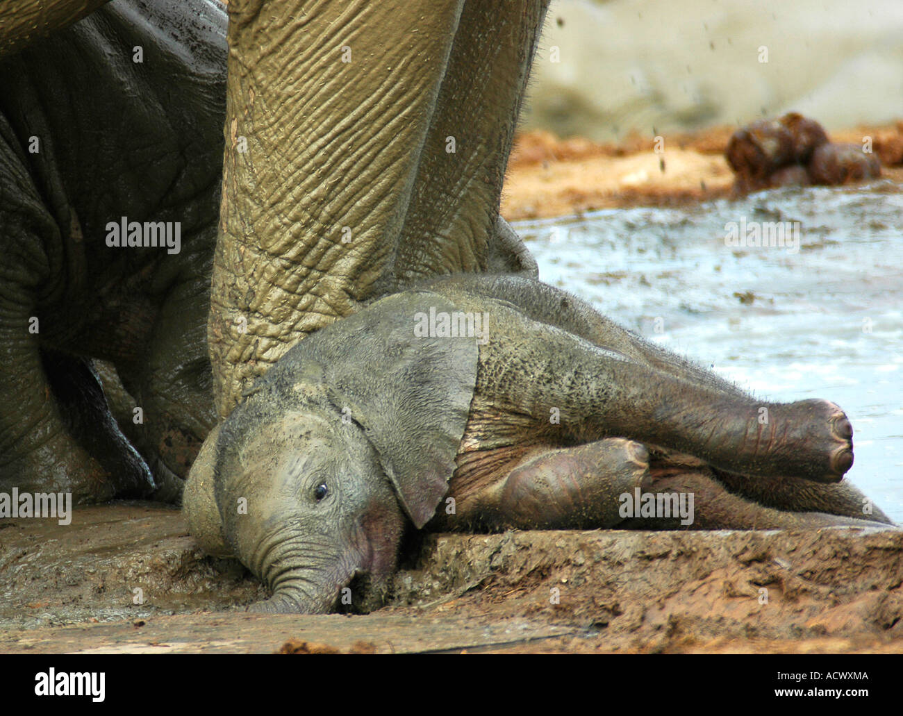 Baby elephant calf rests on side at mother's feet, Addo elephant national park South Africa Stock Photo
