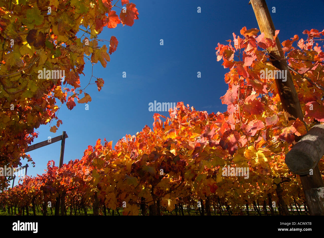 Autumn colours in Hex River Valley, South Africa Stock Photo