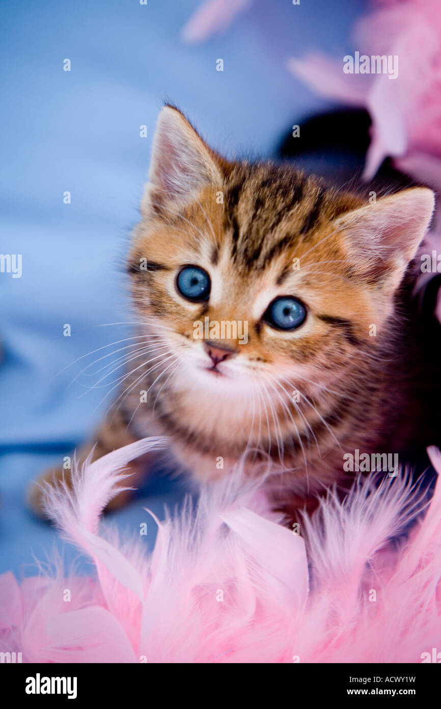 Cheeky kitten hi-res stock photography and images - Alamy