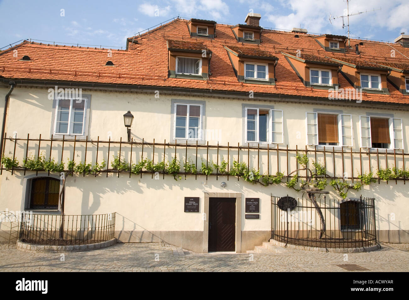 Stara Trta ( oldest vine in the world ) Lent , Maribor , Slovenia Stock ...