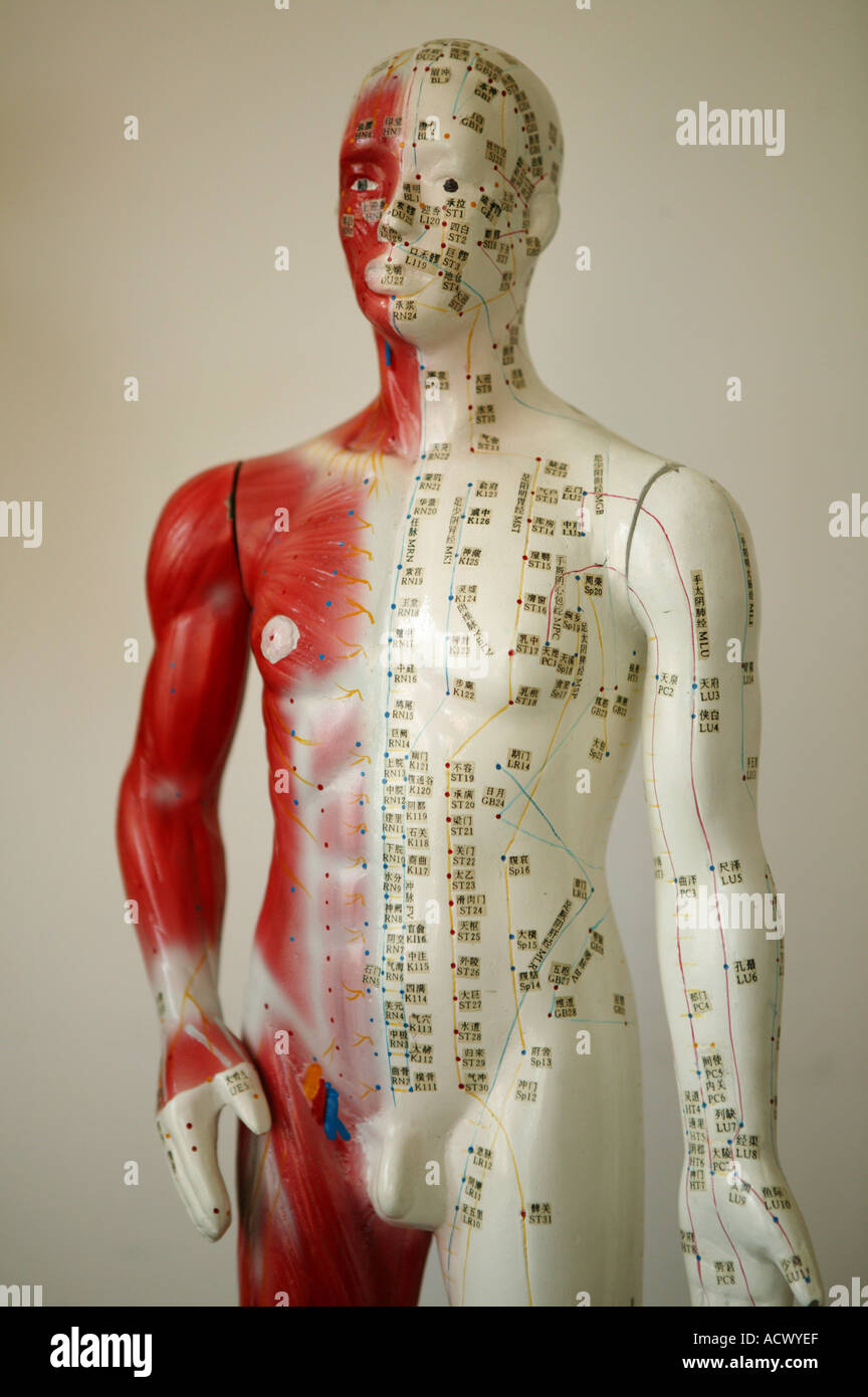Anatomical model hi-res stock photography and images - Alamy