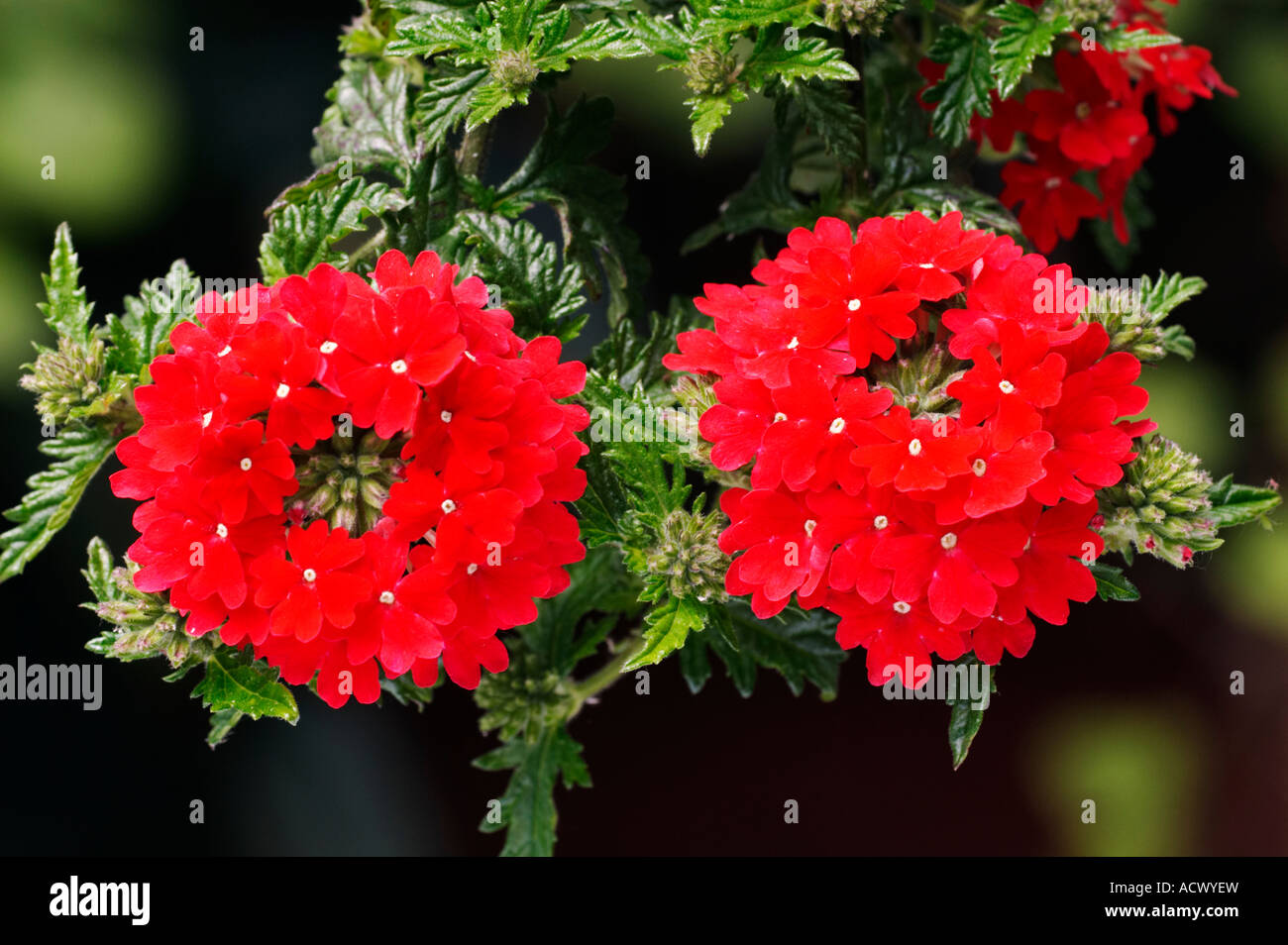 red trailing verbena Stock Photo Alamy