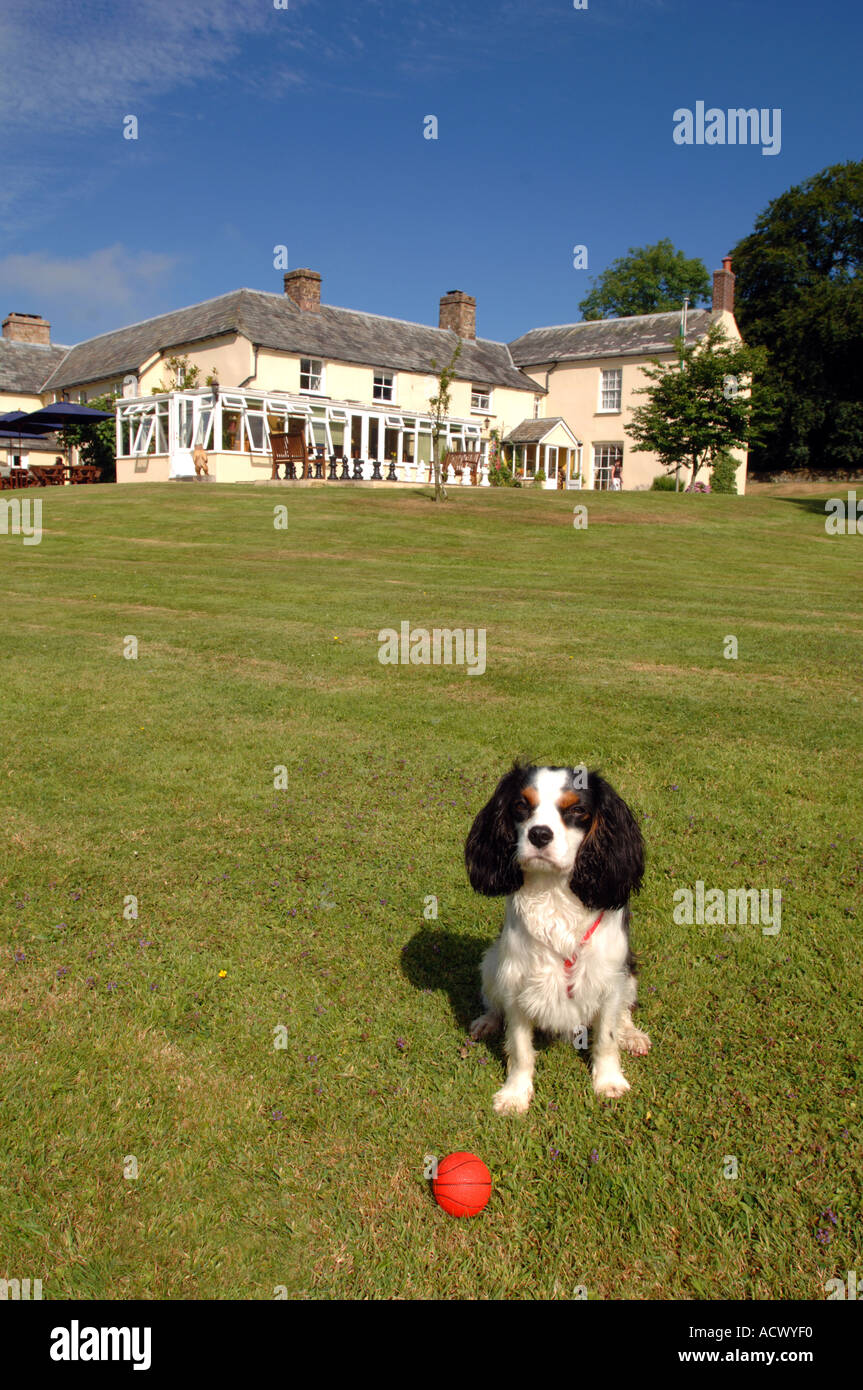 Dog friendly Blagdon Manor Hotel near Holsworthy Devon Stock Photo Alamy