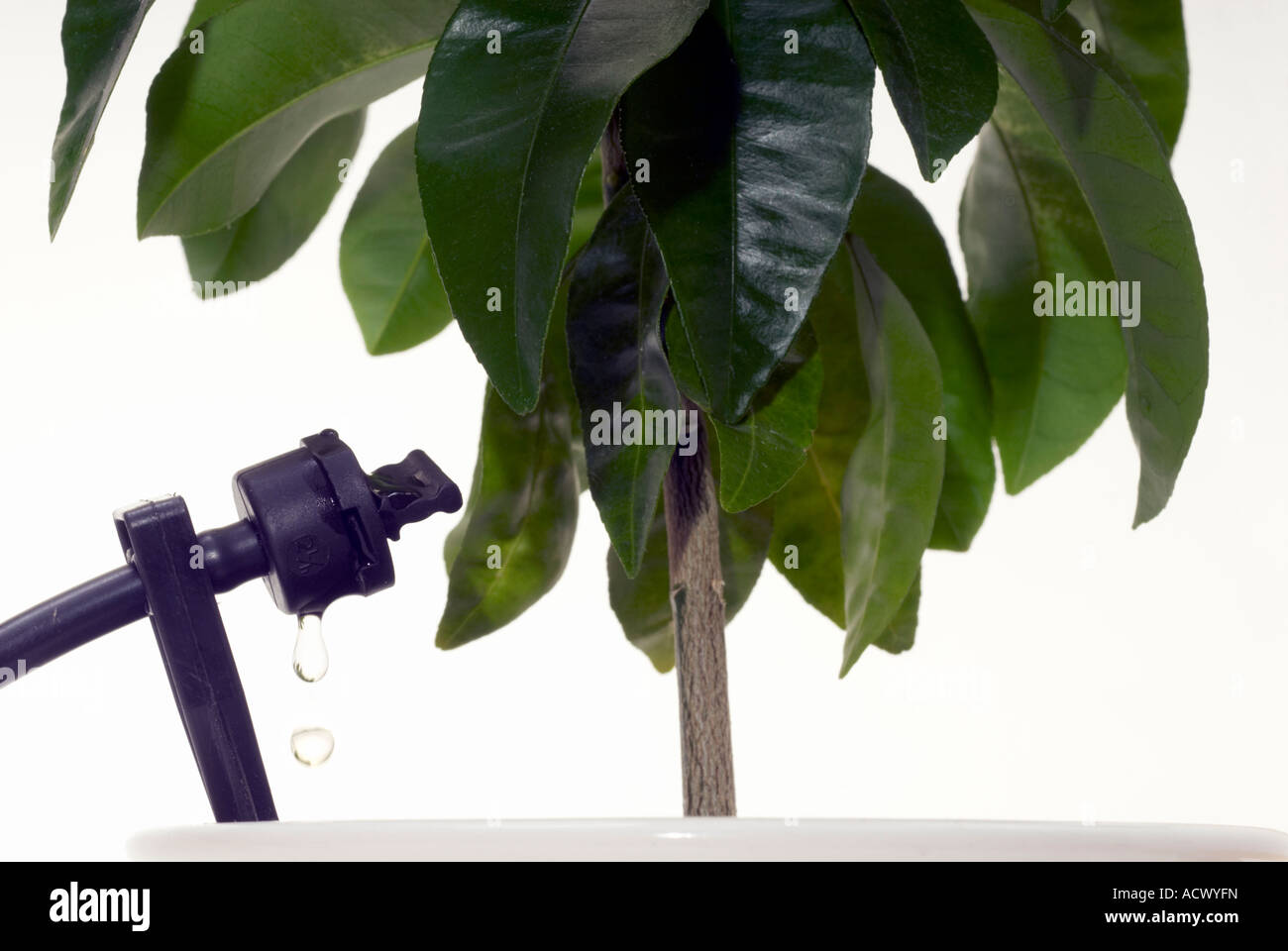 Citrus plant being watered with a "self watering" " drip system Stock