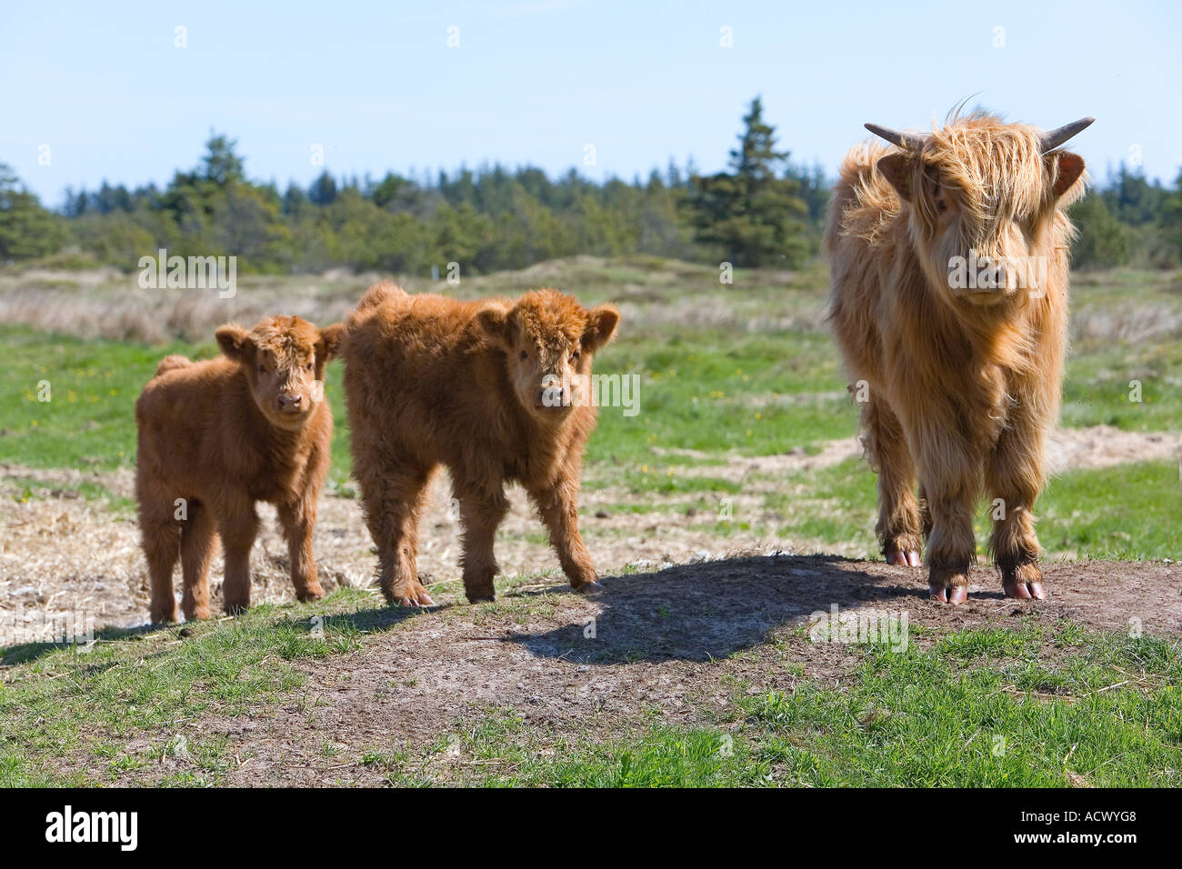 Highland cow and calves Stock Photo