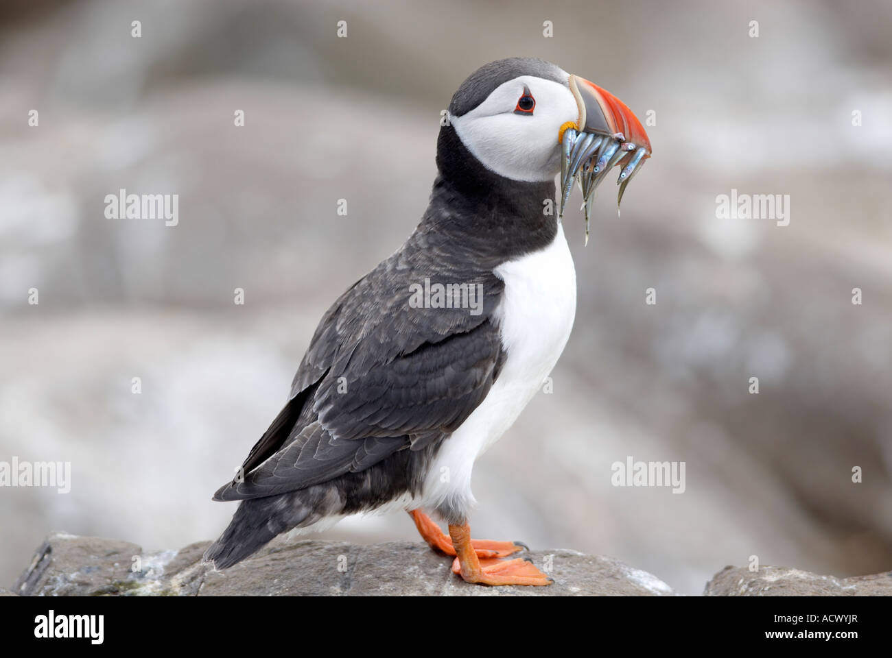 Fratercula Arctica with a beak full of sandeels on the 'Inner  Farne island' in Northumberland 'Great Britain' Stock Photo