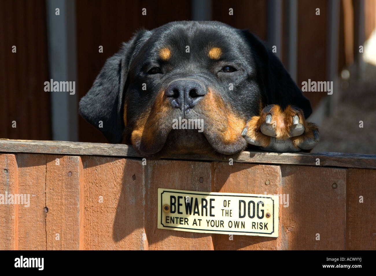 large aggressive dogs