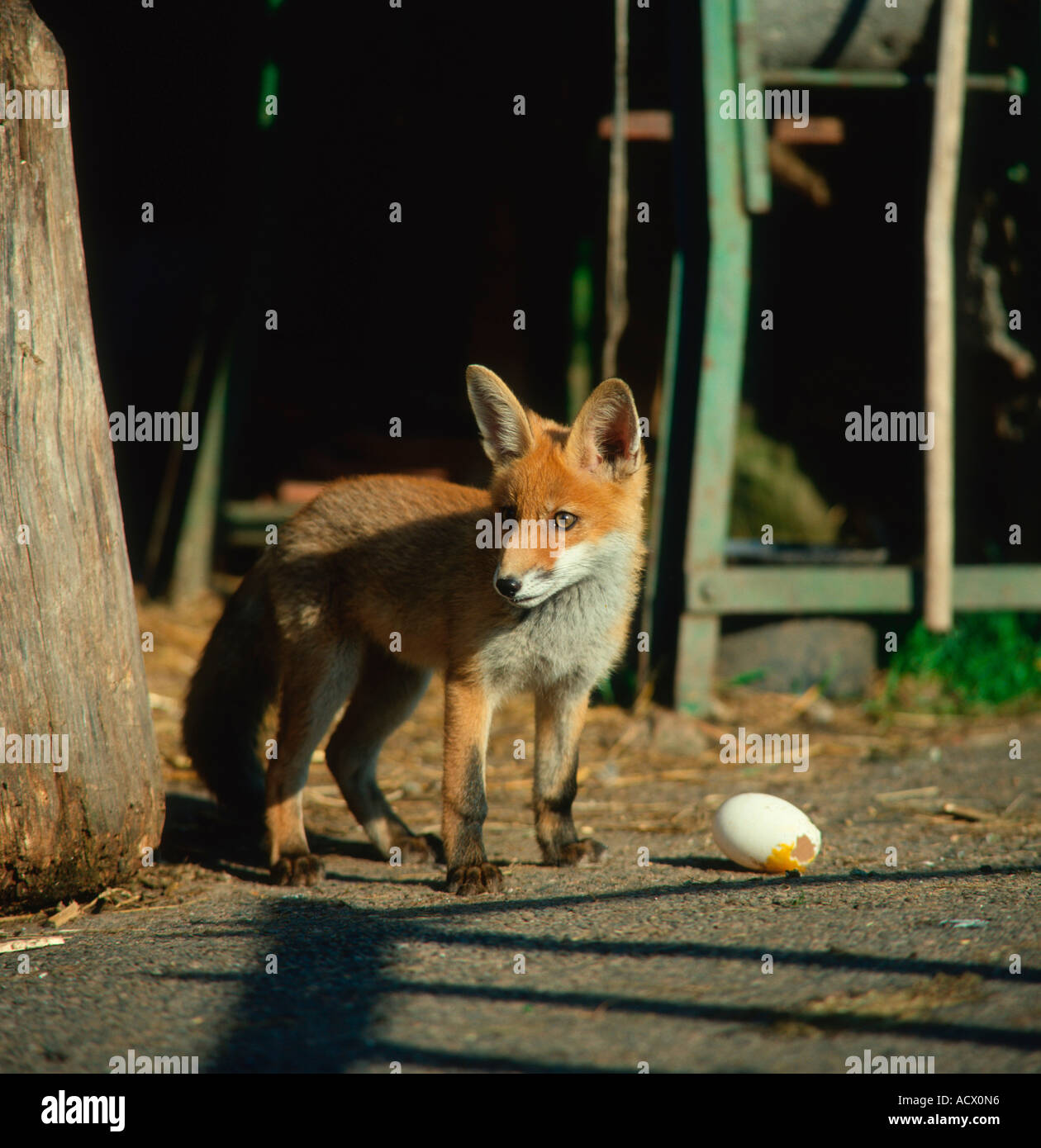 Red Fox Stock Photo - Alamy