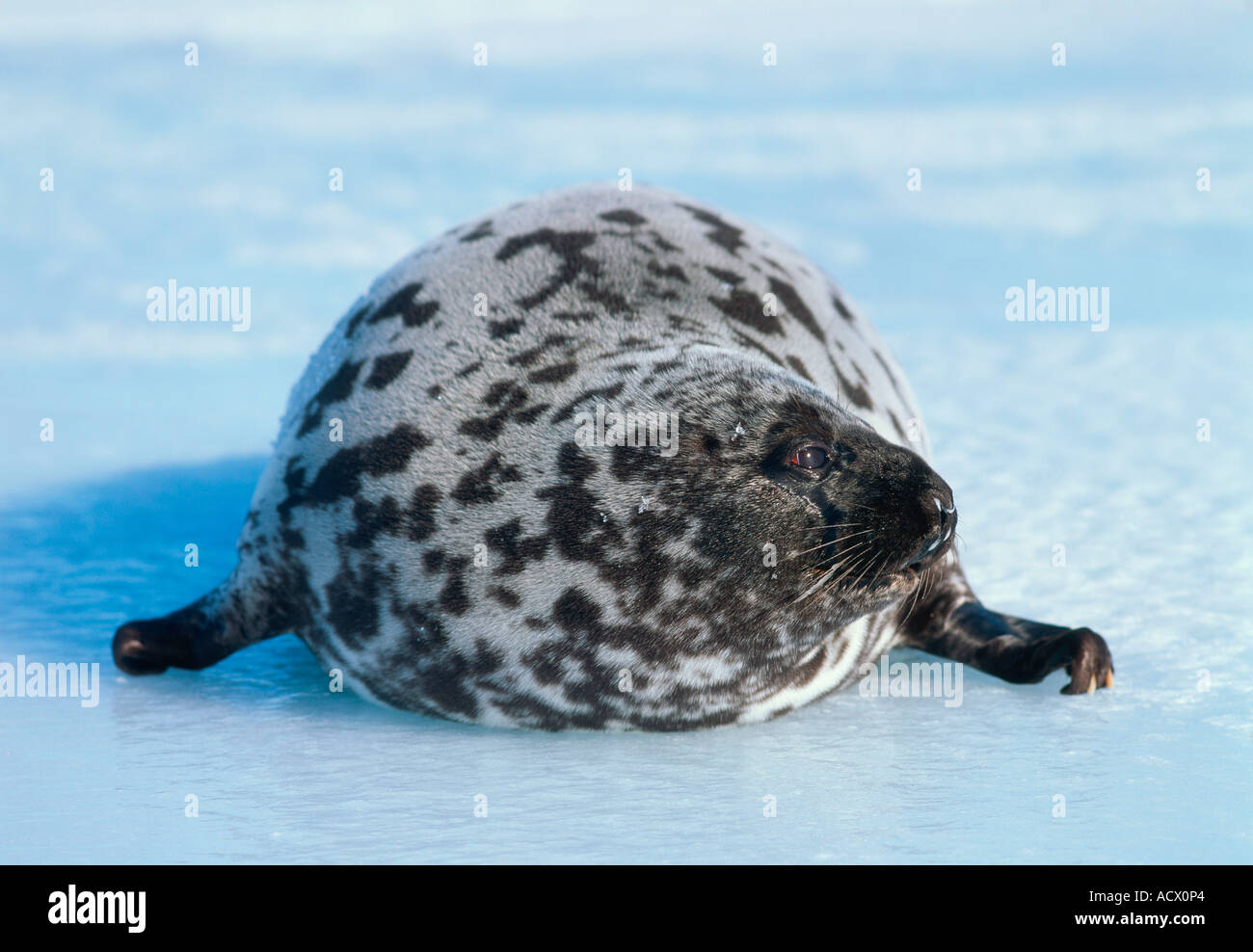 Hooded Seal / Bladder-nose  Stock Photo