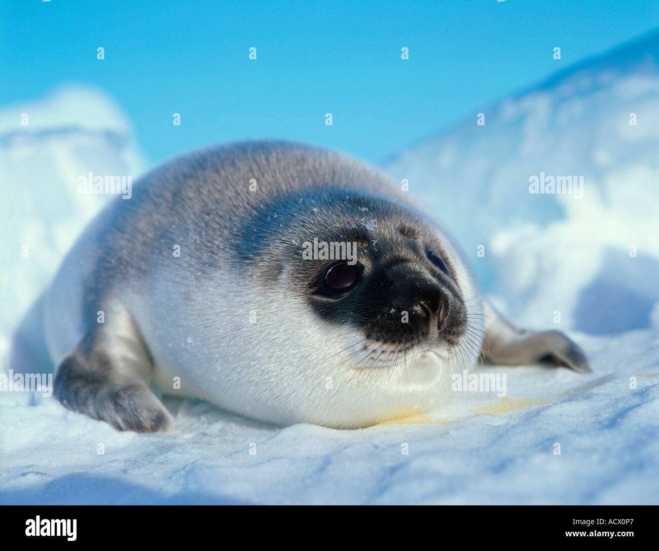 Hooded Seal / Bladdernose Stock Photo Alamy
