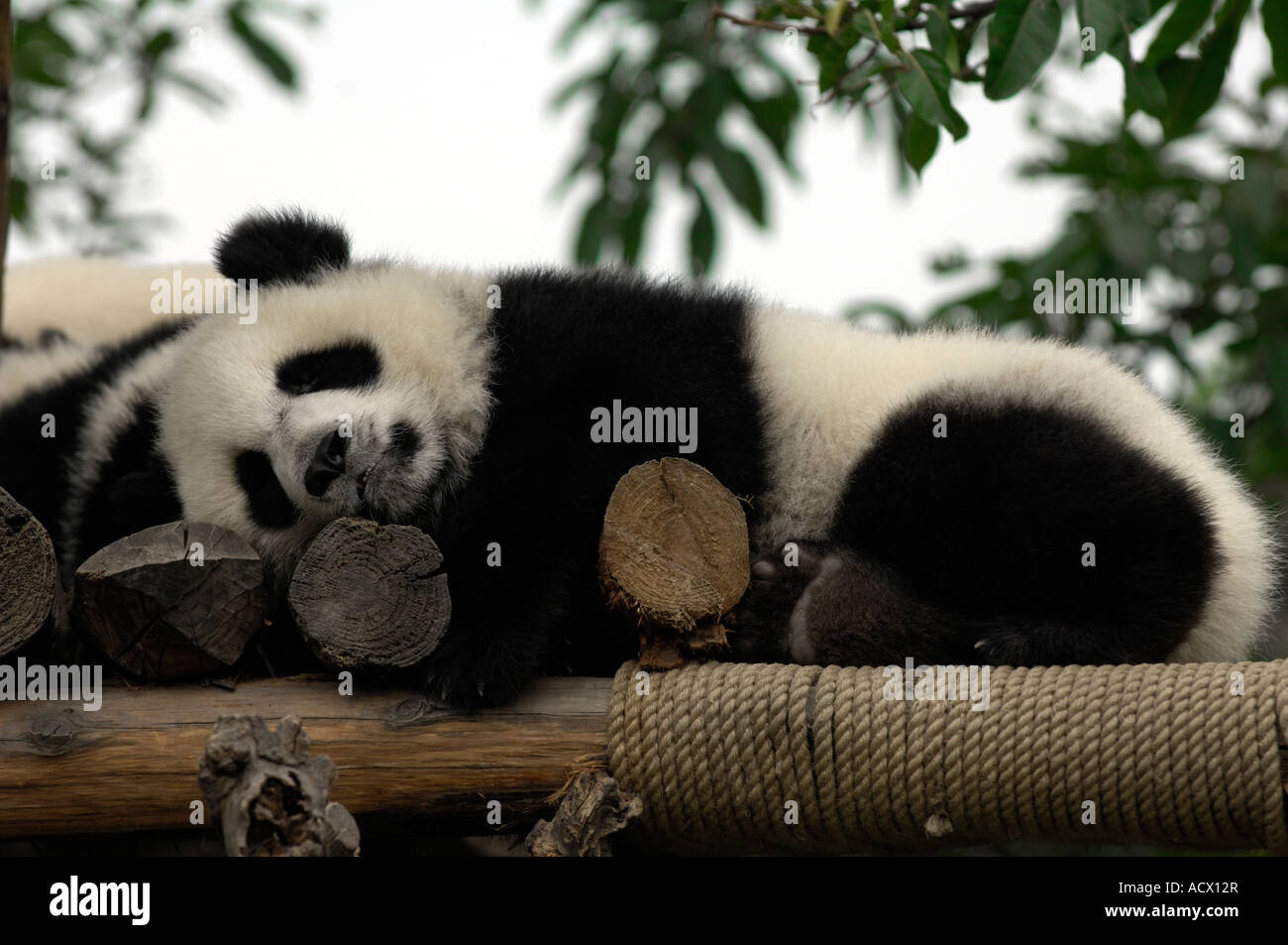 Baby Pandas Sleeping In Crib(02)