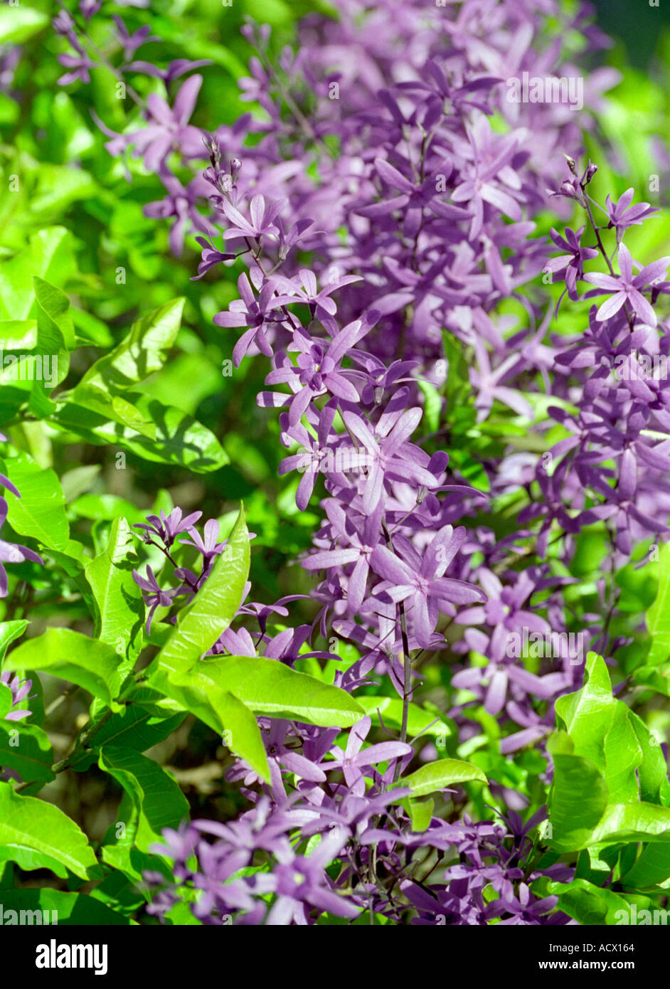 Sandpaper Vine, Queen's Wreath or Purple Wreath Petrea volubilis, Kenya, East Africa Stock Photo