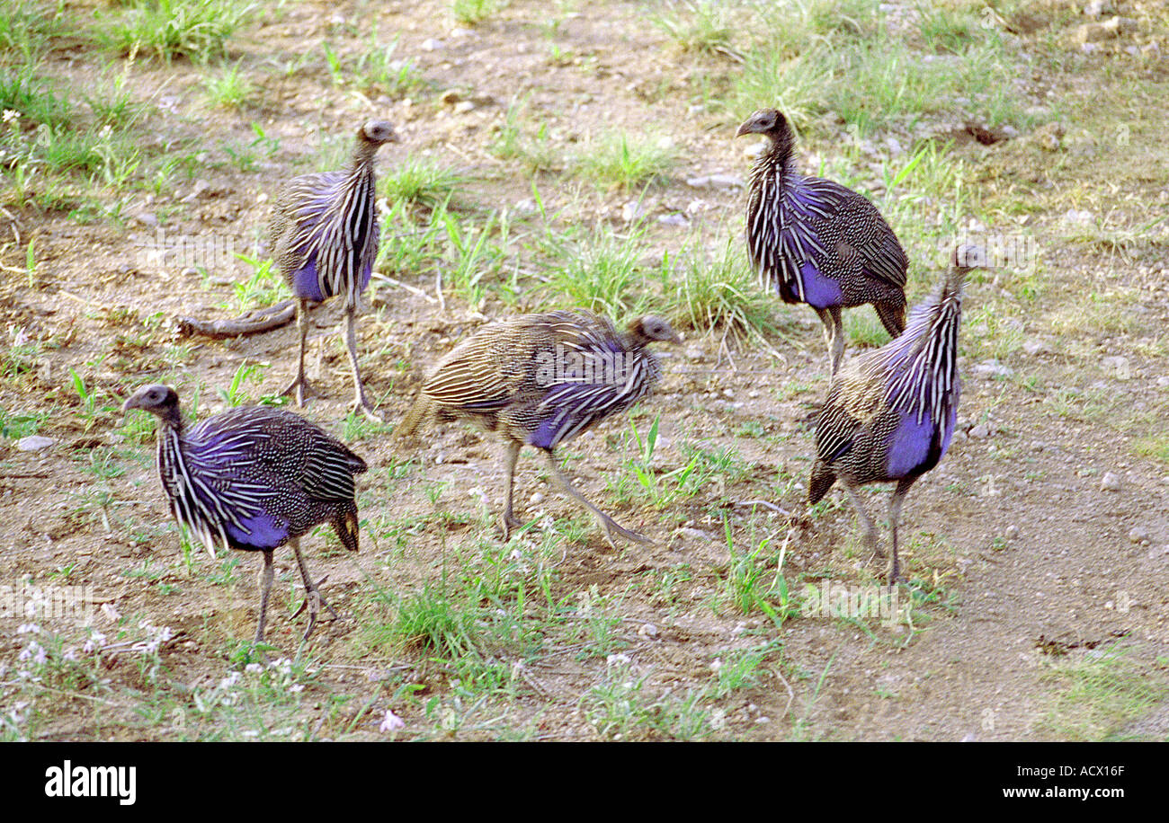 Guinea fowl numididae hi-res stock photography and images - Alamy