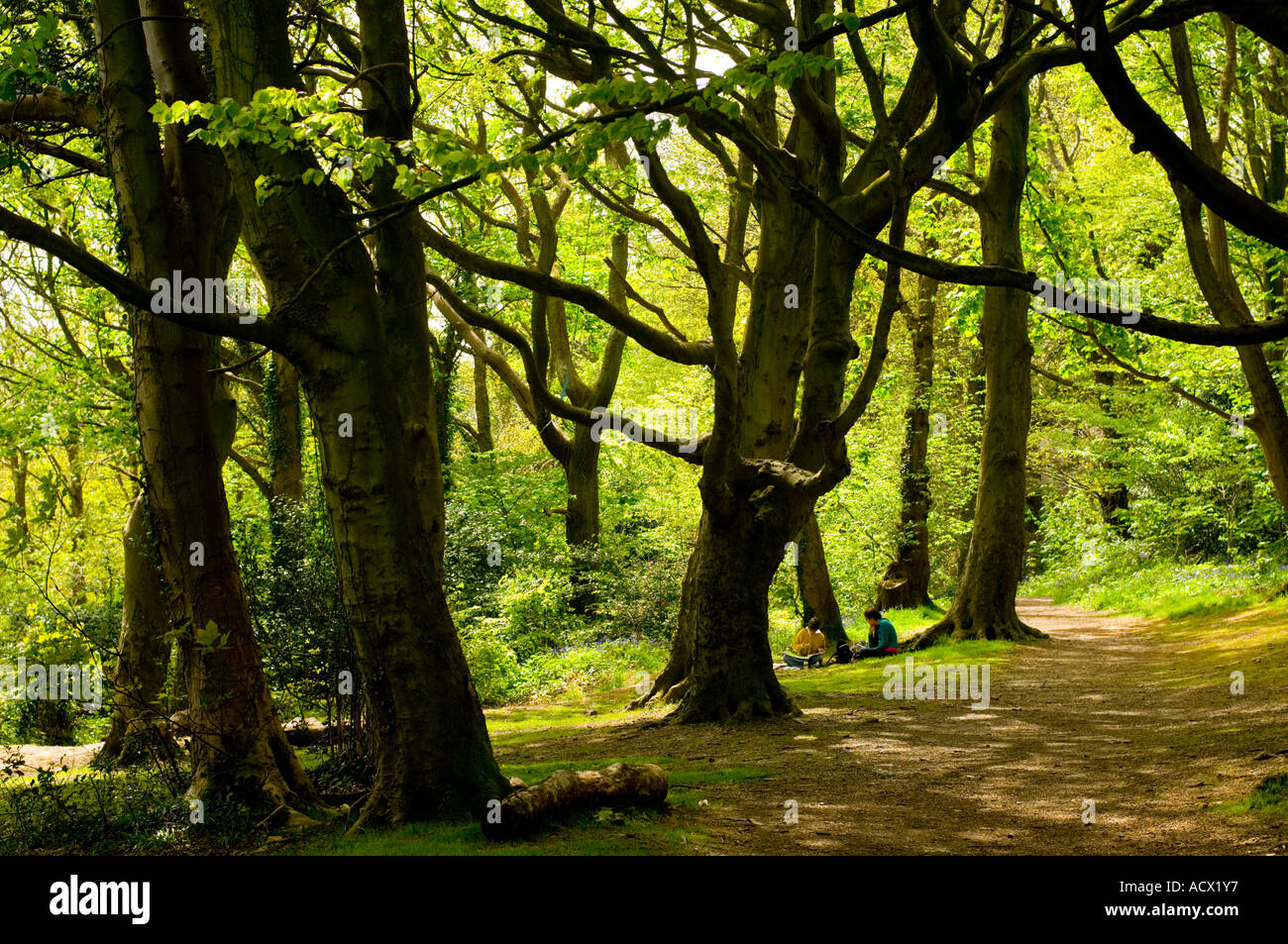 Parc Penglais Nature Park Aberystwyth Ceredigion Stock Photo