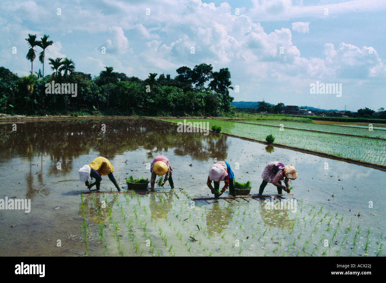 Taiwan Planting Rice Stock Photo