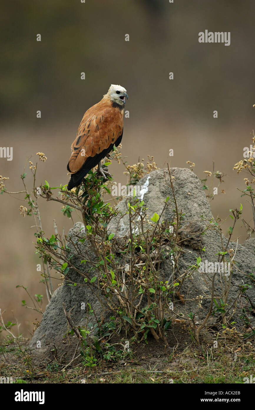 SAVANNA HAWK Buteogallus meridionalis Stock Photo