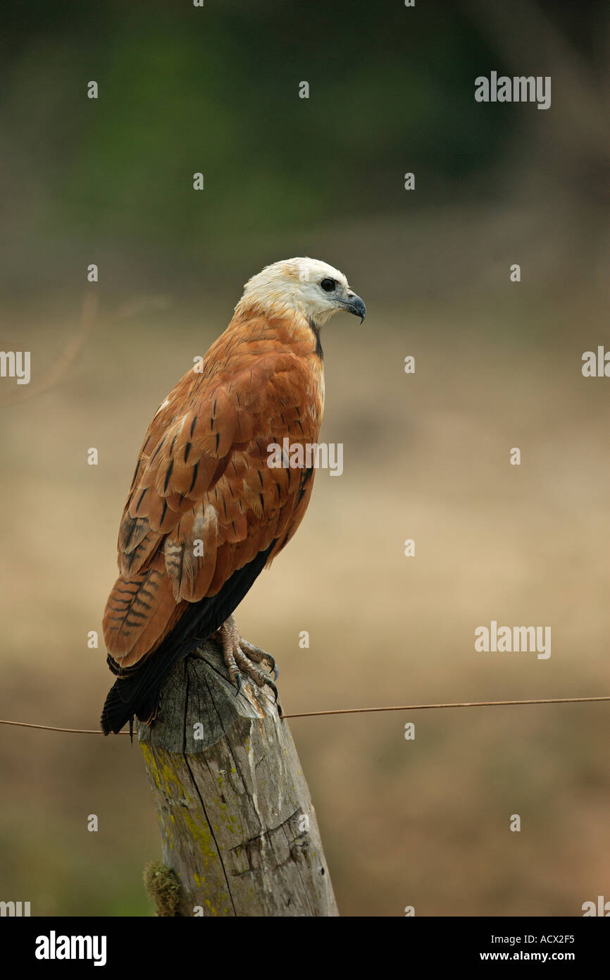 SAVANNA HAWK Buteogallus meridionalis Stock Photo