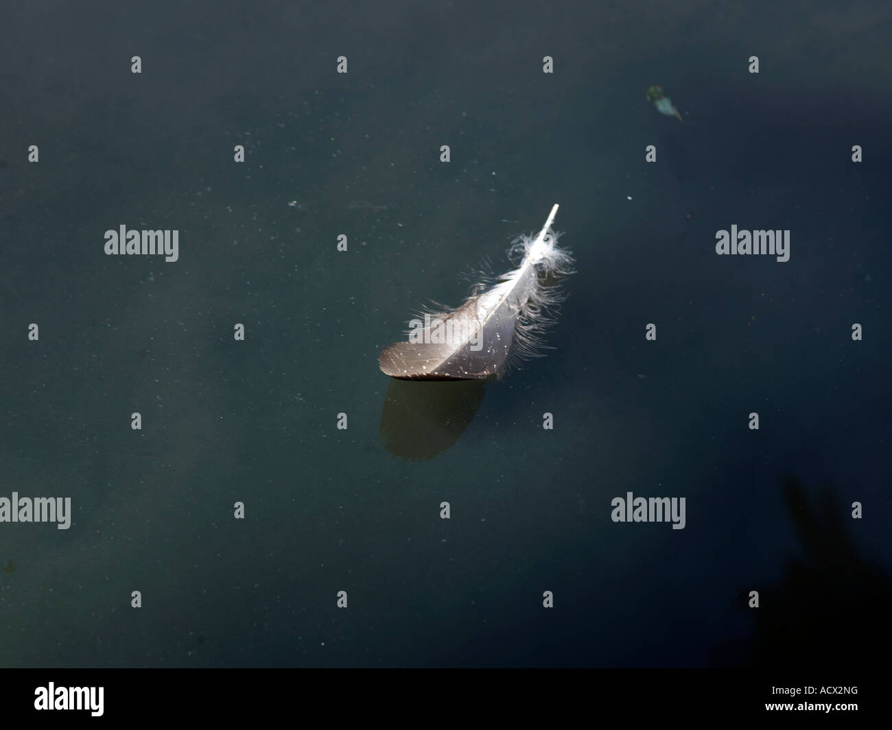 Feather Floating on Pond Stock Photo
