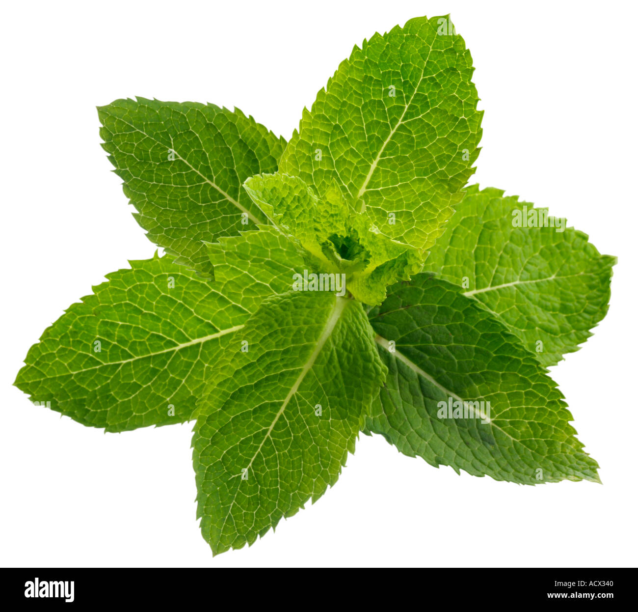 MINT LEAVES CUT OUT Stock Photo