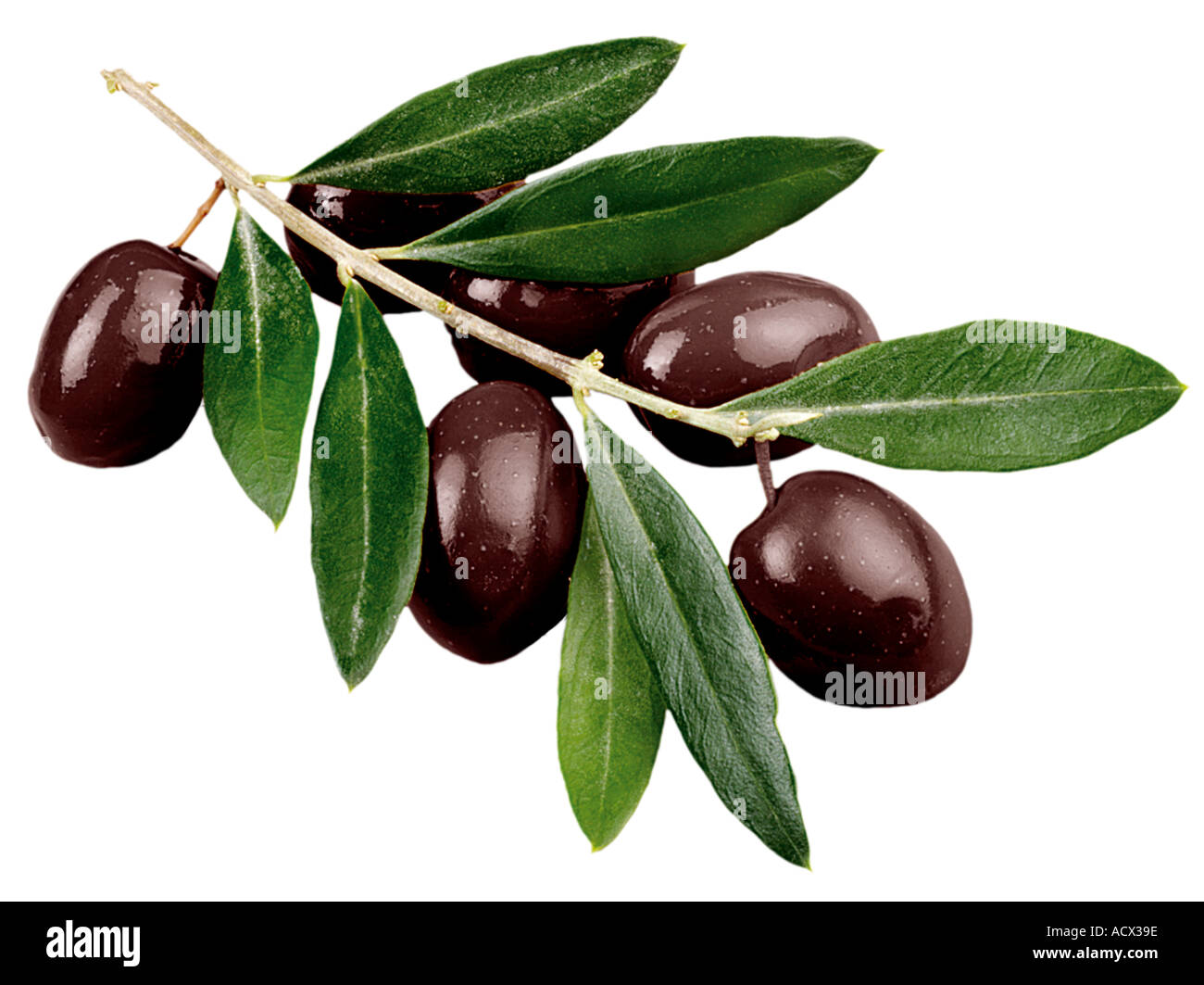 OLIVE BRANCH CUT OUT Stock Photo