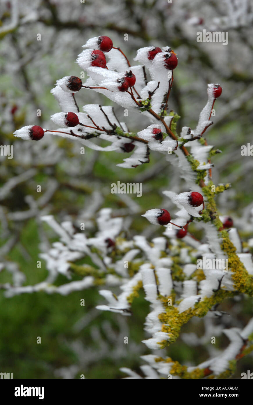 Advection Frost High Resolution Stock Photography and Images - Alamy