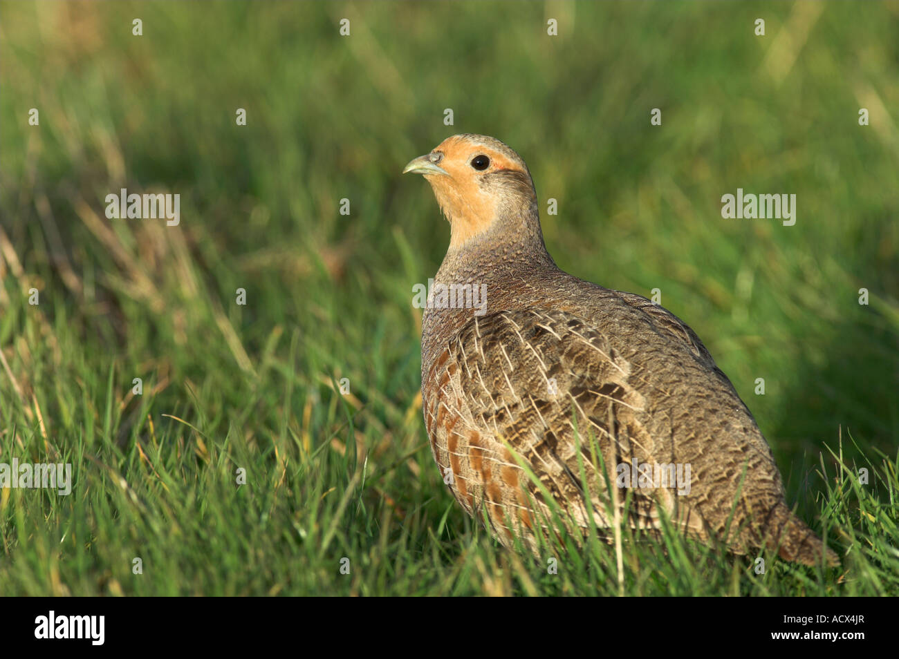 Grey Partridge Perdix perdix female in grass Kent England Stock Photo