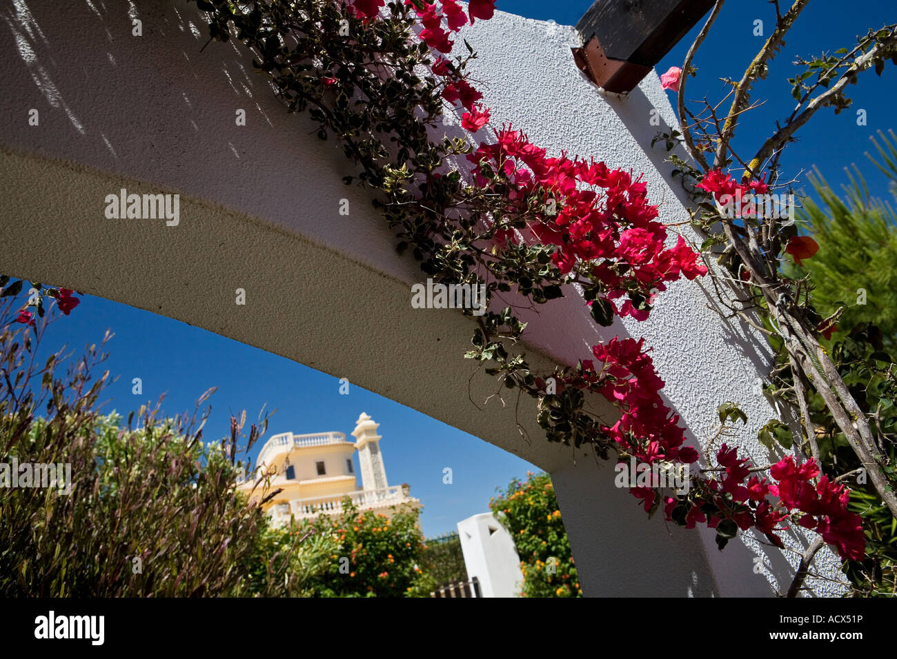 Bougainvillea growing outside villa in the Algarve Portugal Stock Photo