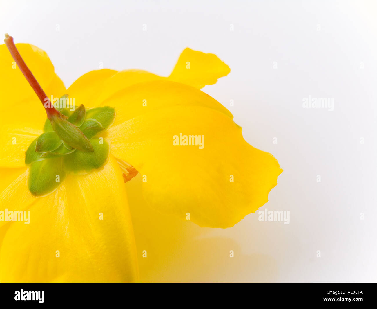 A YELLOW FLOWER Stock Photo