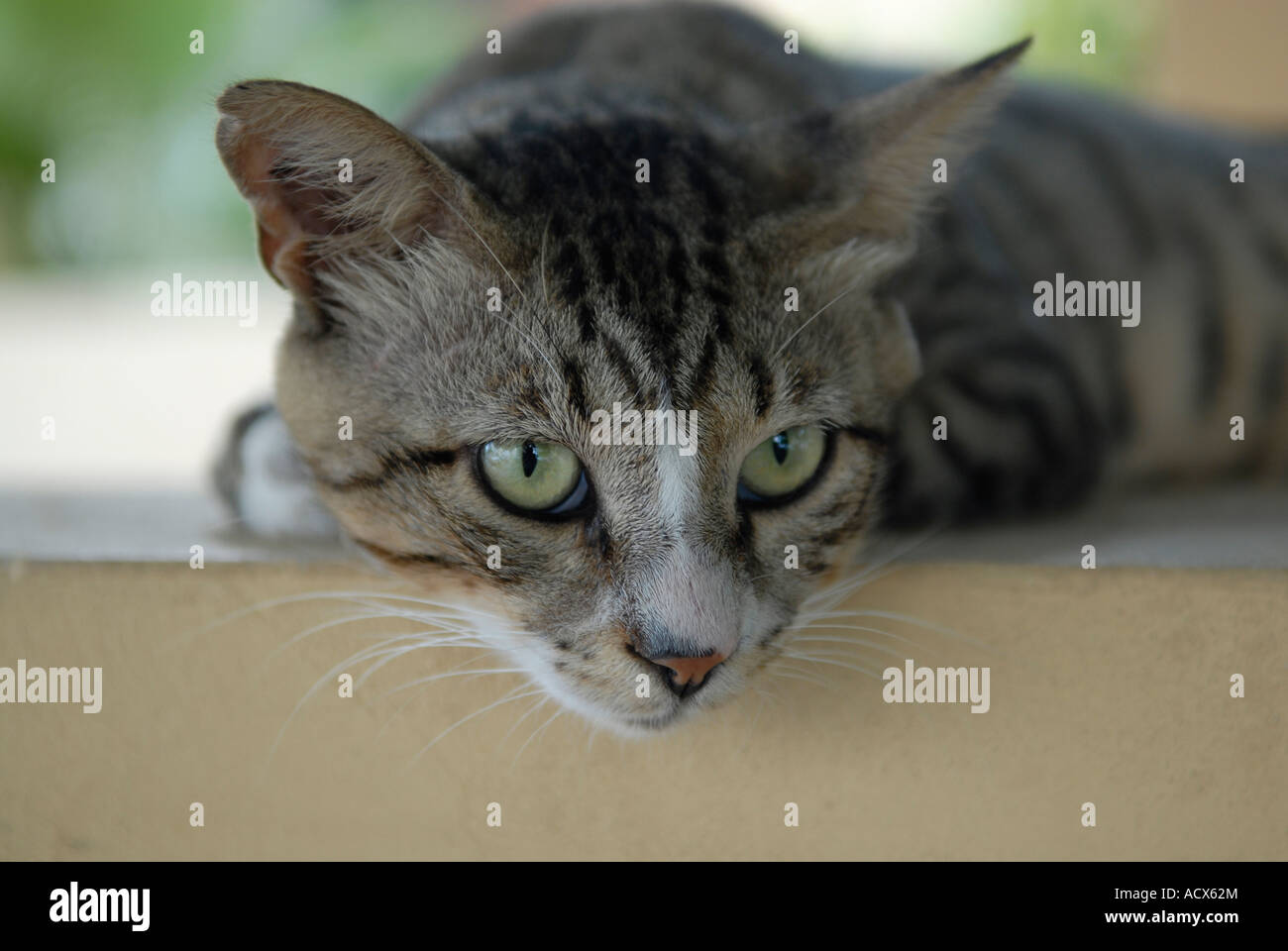 Portrait of a tabby cat with its typical three colour pattern Stock