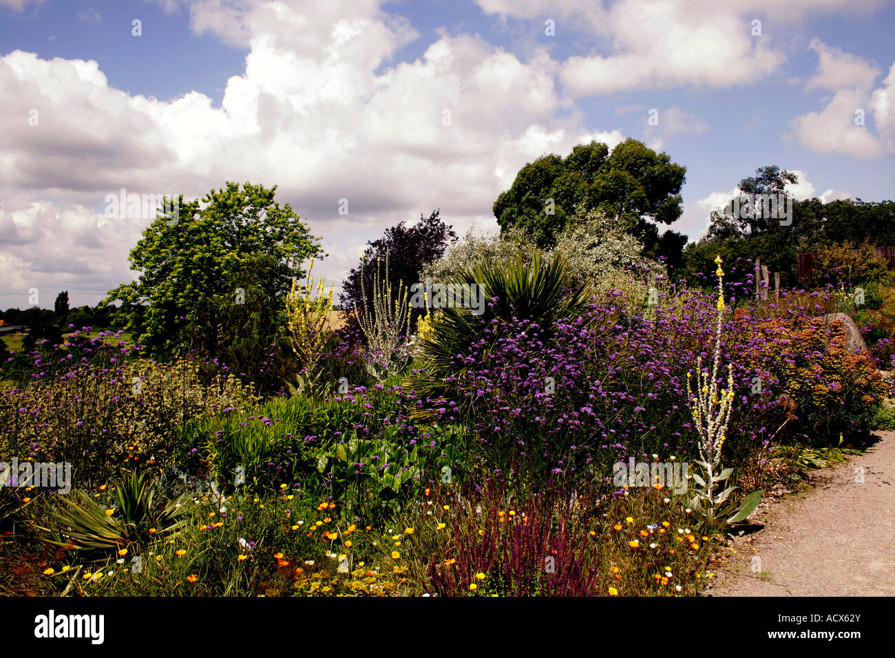 HORTICULTURE. DRY GARDEN. RHS HYDE HALL ESSEX Stock Photo