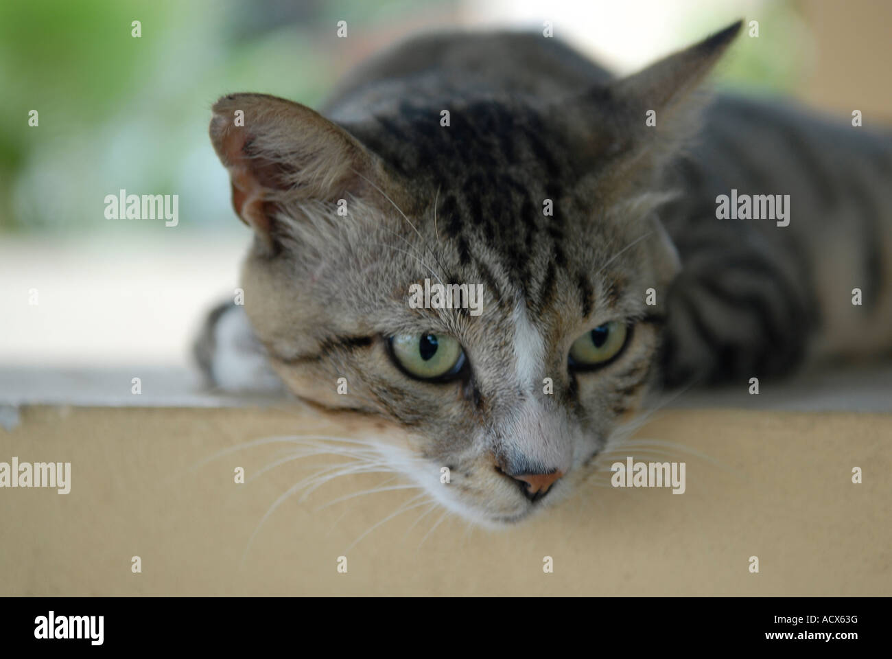 Grey mackerel tabby cat hires stock photography and images Alamy