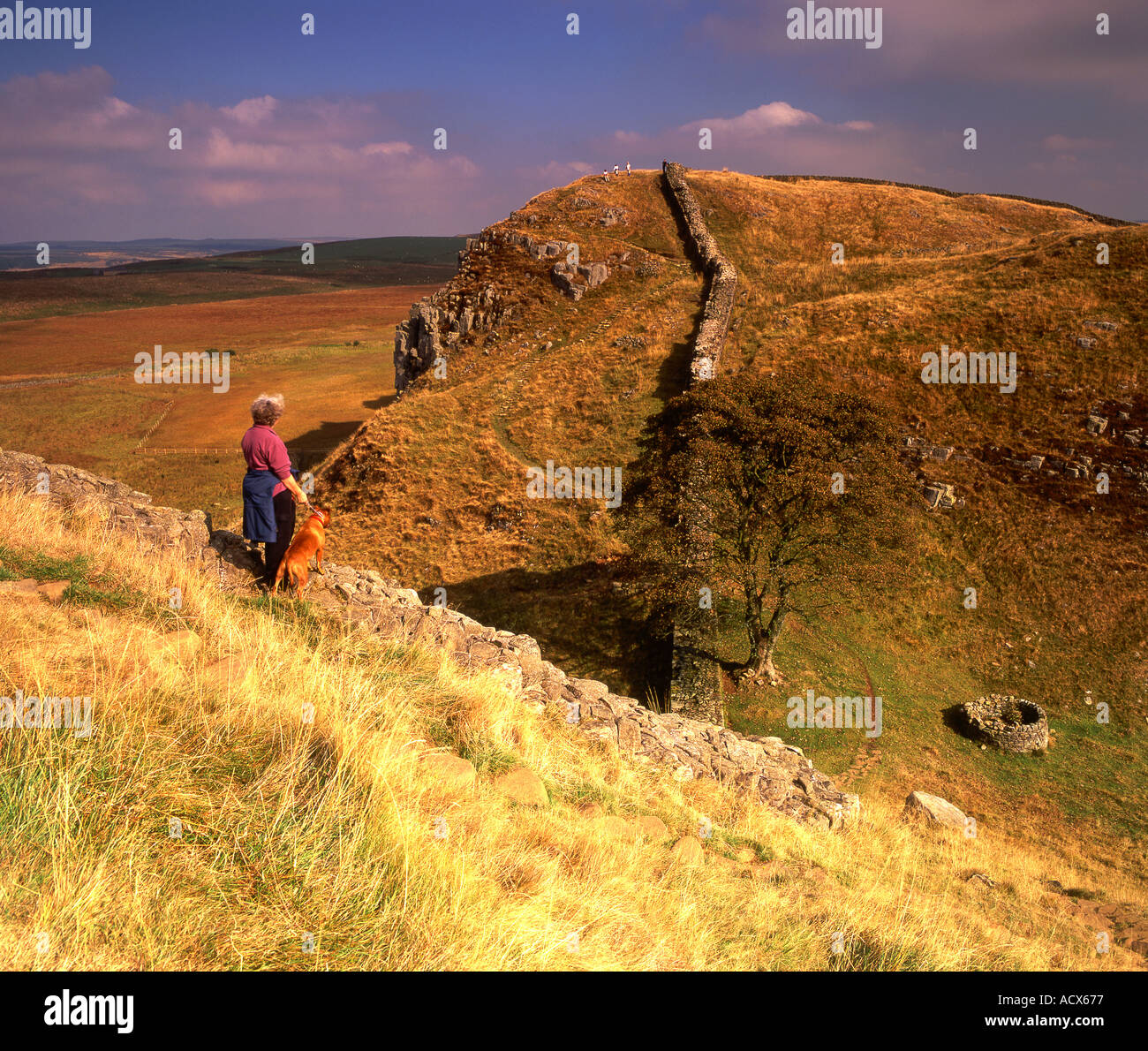 Walker with Dog at Hadrians Wall Near Haltwhistle Northumberland National Park, UK Stock Photo